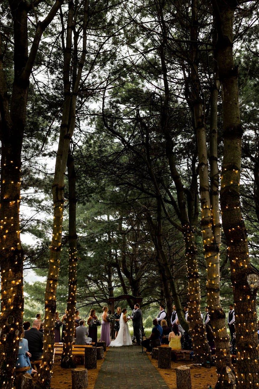 Trees wrapped with lights at woodland wedding